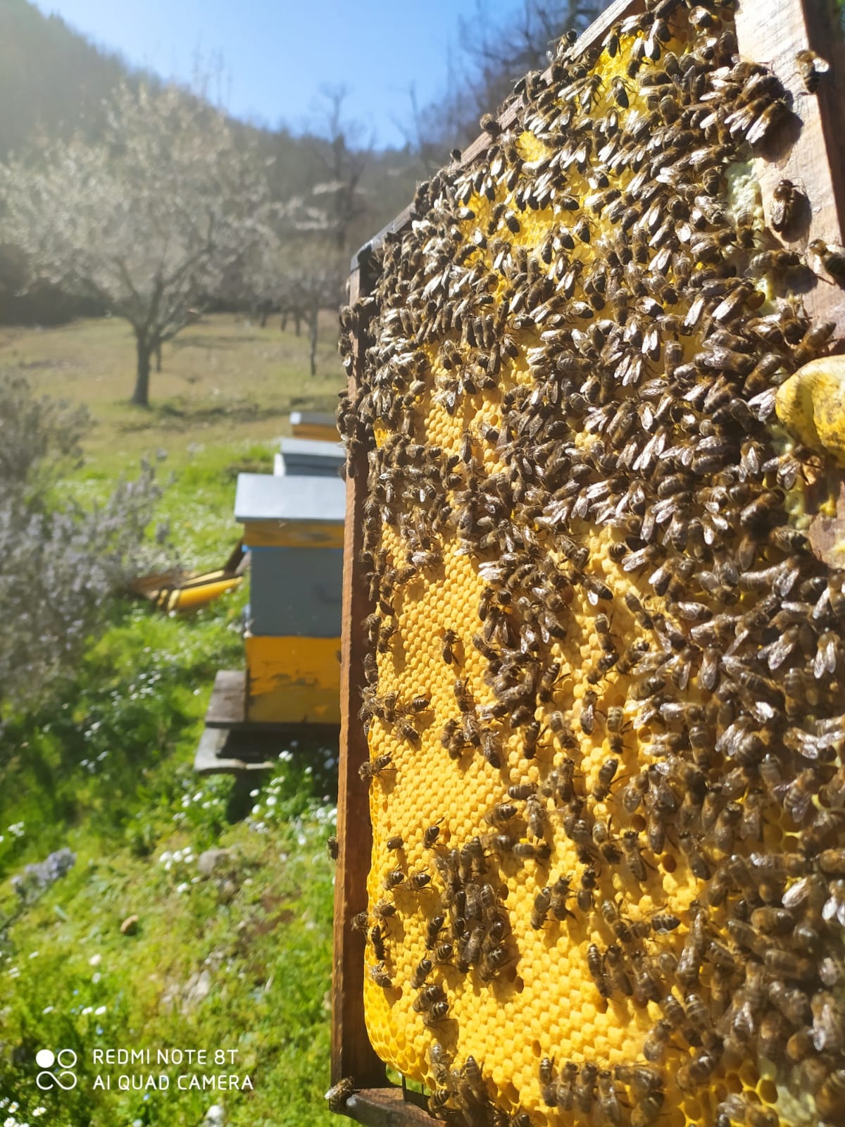 panel con abejas